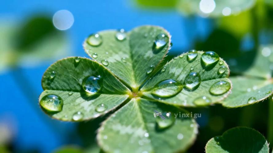 小区花坛里带露水的野生三叶草