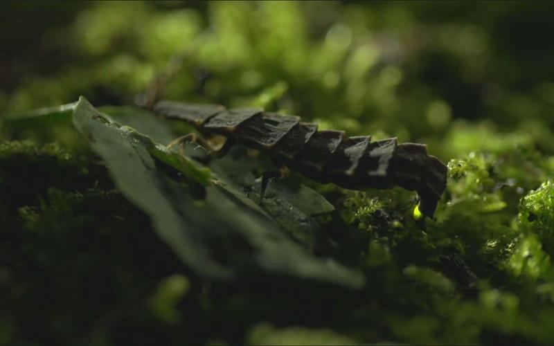 萤火虫幼虫捕食蜗牛瞬间