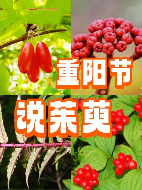 重阳节藏着最自然的生命教育