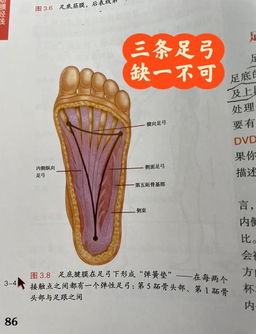 蹲起时脚底重心分布三角形示意图