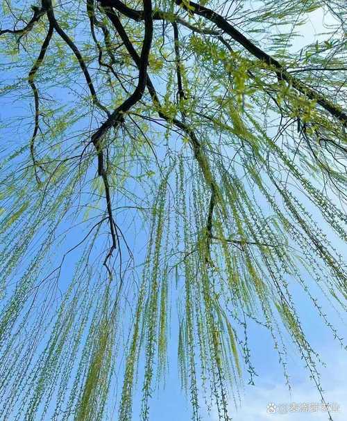 早春二月河边新抽芽的青柳树实景
