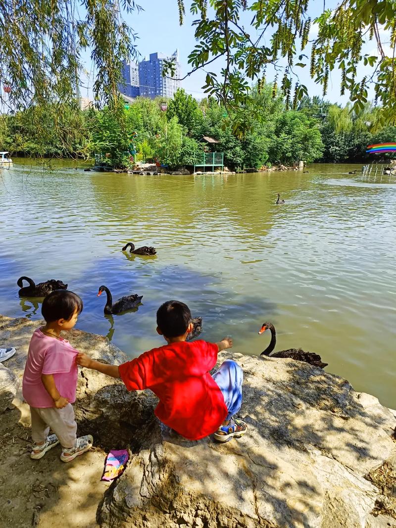 双减后小学生在城市公园喂天鹅场景