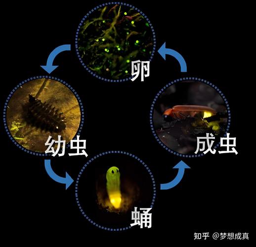 萤火虫生命周期图