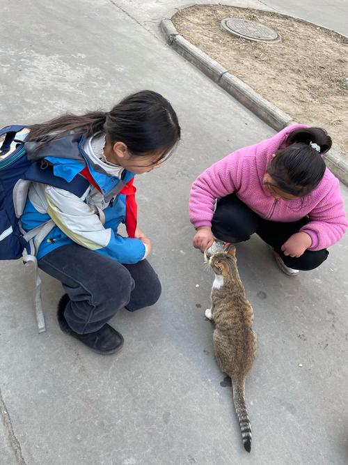 亲子蹲在路边喂流浪猫街拍图