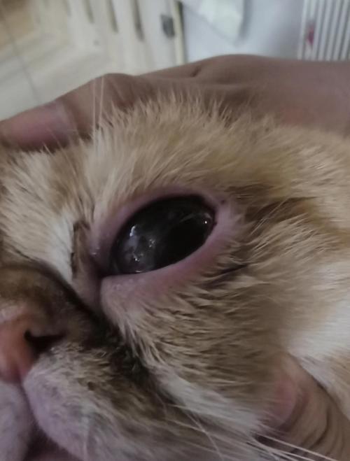 猫疱疹病毒引发的猫咪角膜溃疡实拍图