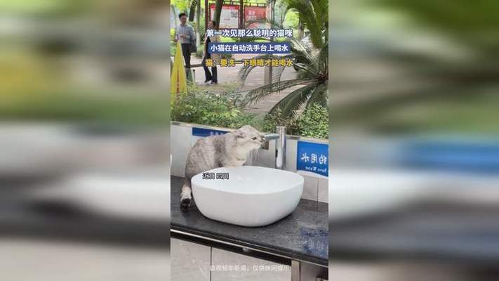 家猫蹲在洗手台边等接流动自来水