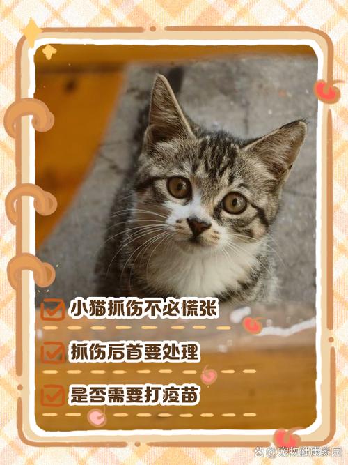 被抓之后，别错怪猫也别乱处理