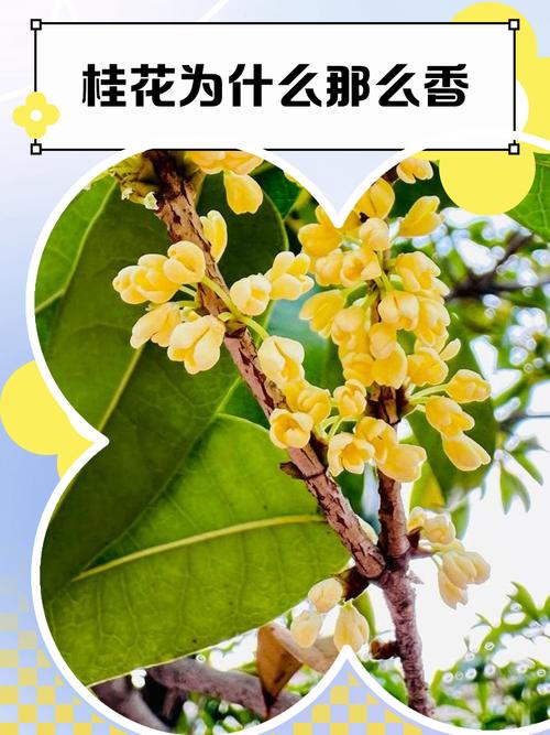 为什么桂花香精永远模仿不了真花？
