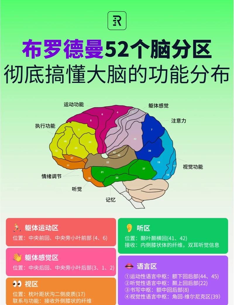 大脑不同功能分区碎片化休息示意图