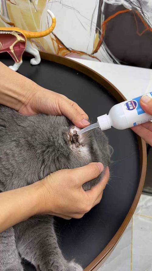 猫咪清理耳道滴药操作实拍
