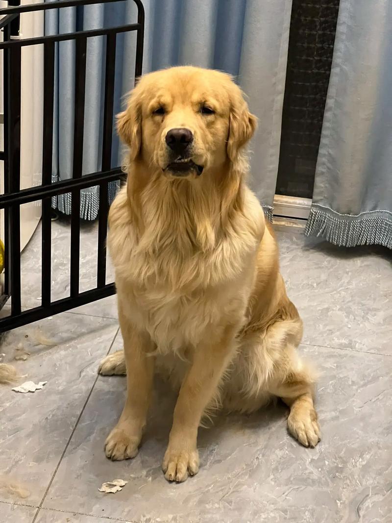 主人手持零食训练金毛犬坐下动作实拍