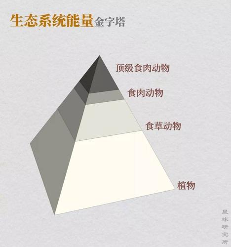 生态系统能量流动金字塔示意图
