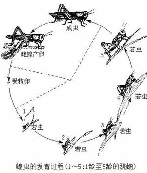 蝉不完全变态发育若虫羽化过程图解