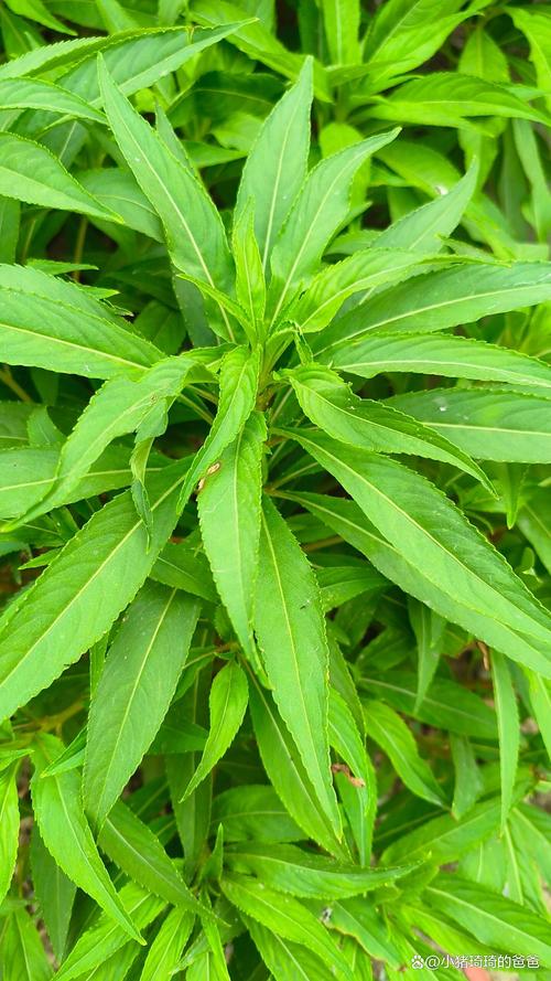 花多少钱,能买到真的不裂的处理?