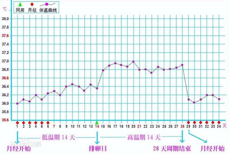 生物钟与核心体温变化曲线图