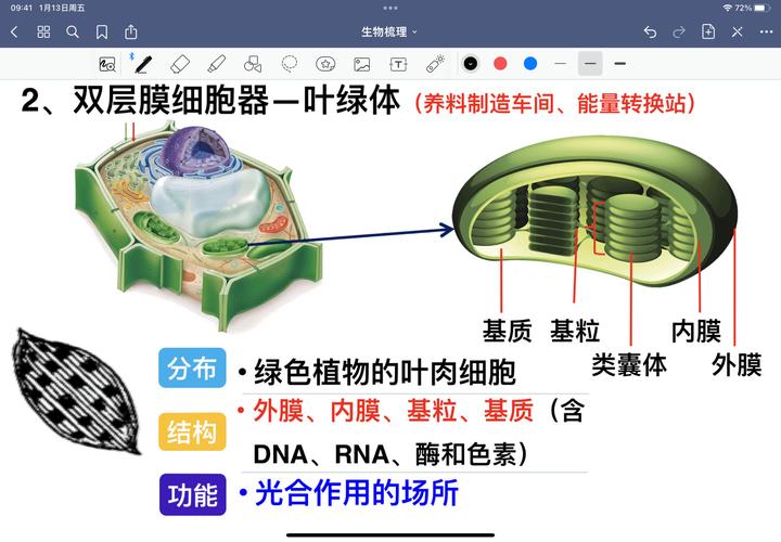 叶绿体与线粒体结构对比高清示意图