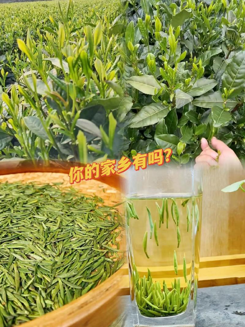 庐山半山腰无名茶摊泡南漳绿杨桥绿茶