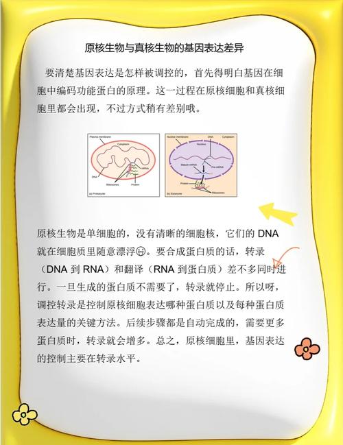 高中生物原核真核基因表达过程对比图