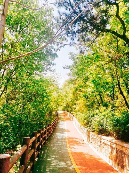 韶山冲山林步道春日风光