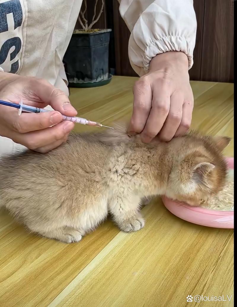 宠物医院护士给猫注射狂犬疫苗操作图