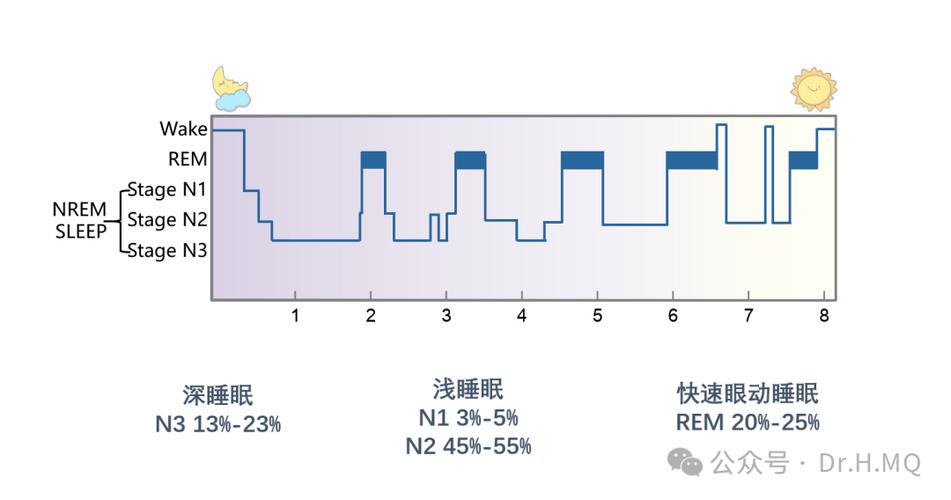 深度睡眠脑电波与睡眠周期示意图