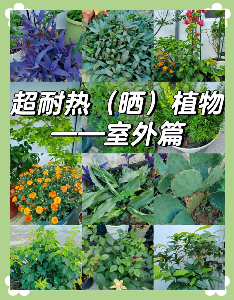 晒太阳的不只是绿植