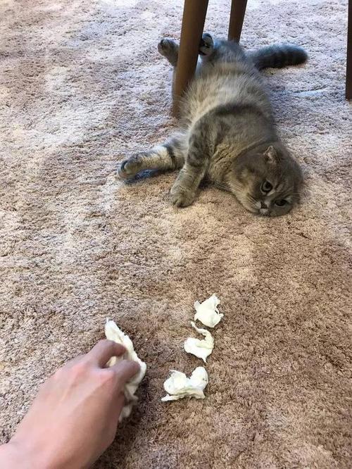 猫对着新换的短绒地毯喷尿的实拍场景