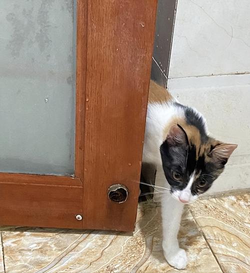 橘猫蹲在卫生间门口歪头盯着关着的门