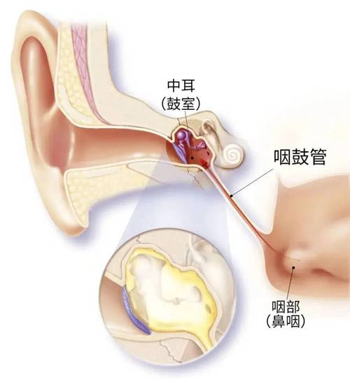 咽鼓管连接鼻咽部与中耳的解剖结构图
