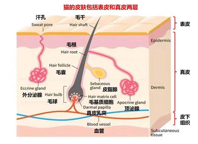 猫咪脸颊费洛蒙腺体分布示意图