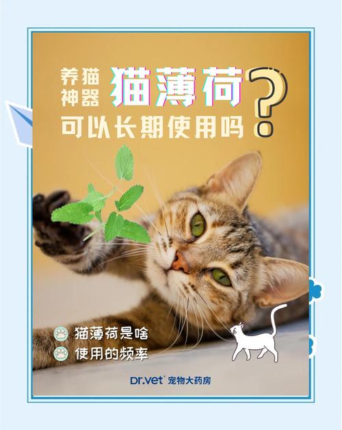 你的气味，是最高级的猫薄荷