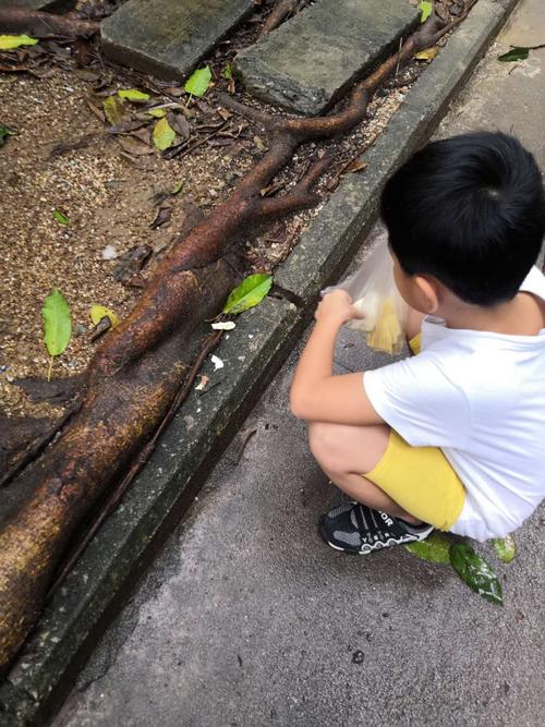 儿童蹲在阳台观察蚂蚁搬食的日常实拍图