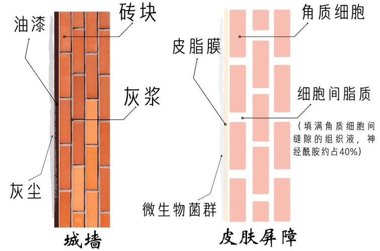 皮肤砖墙结构保湿原理示意图