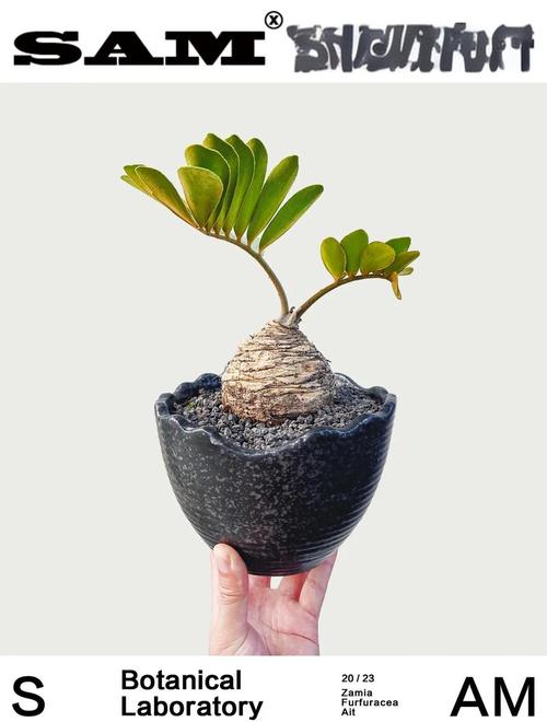 秋冬季：块根块茎养人又顶饱