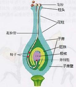 显微镜下雌蕊柱头上粘附花粉的观测图