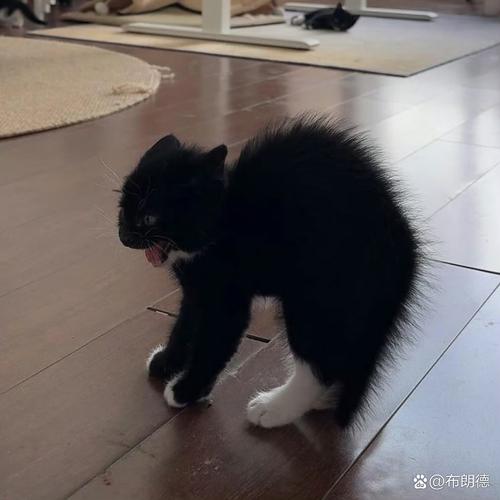 猫咪弓背炸毛防御姿势特写