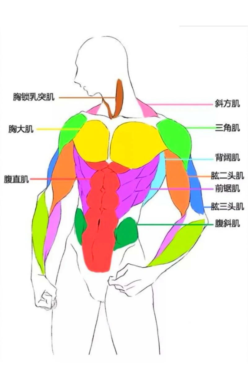 儿童大肌肉群分布人体示意图