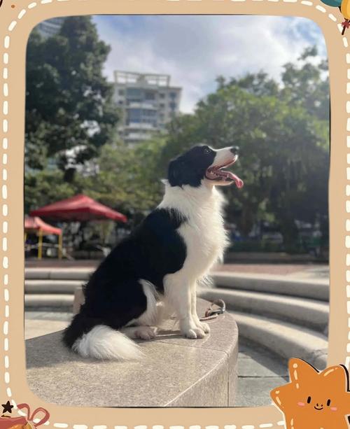 边牧蹲在玄关扒着家门缝发出吠叫的侧影