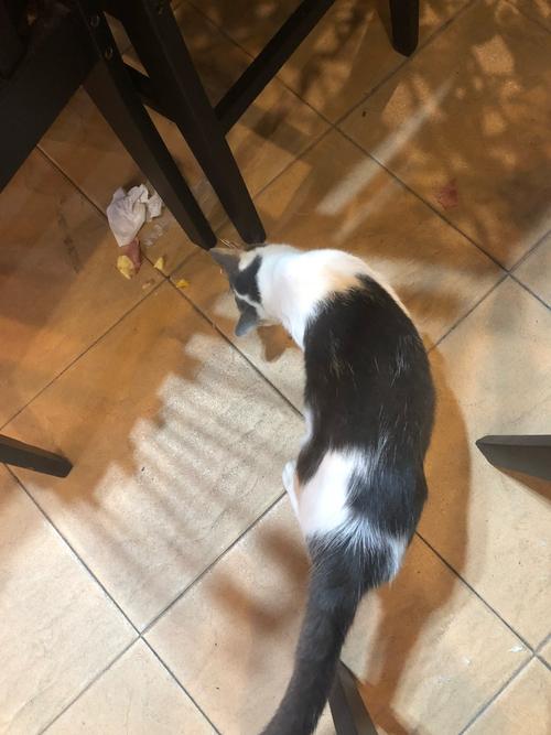 家猫凌晨在客厅跑酷碰倒玻璃杯的实拍图