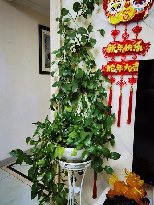 客厅角落大盆绿萝藤蔓垂落场景
