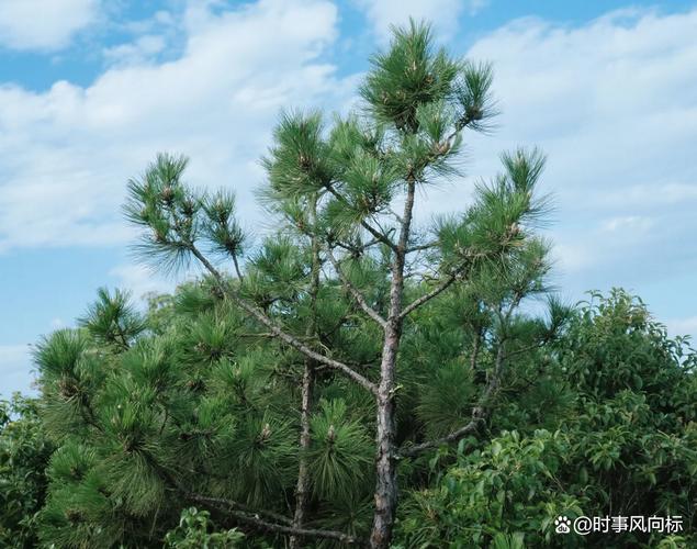 南漳黄莲树咀水库沿岸马尾松与深绿水面晨雾