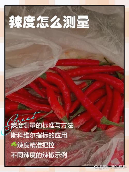 实验室中测量辣椒辣度的斯科维尔感官测试