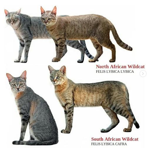 猫:老猫奴的硬核日常观察-因为所以