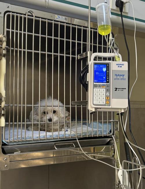 患细小幼犬隔离消毒宠物诊所场景