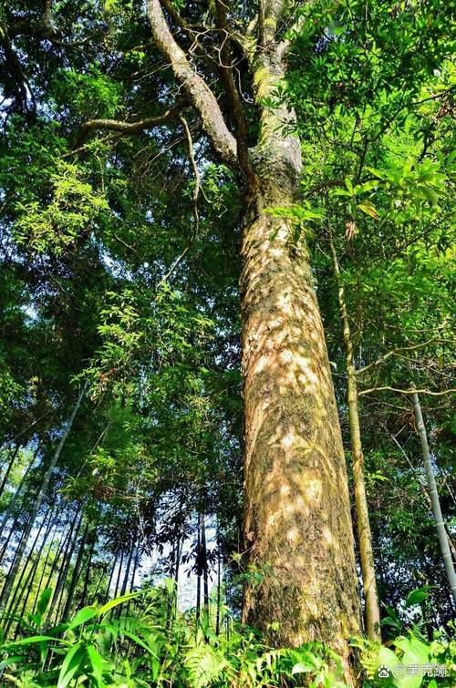 湖北南漳荆山天然金丝楠木林