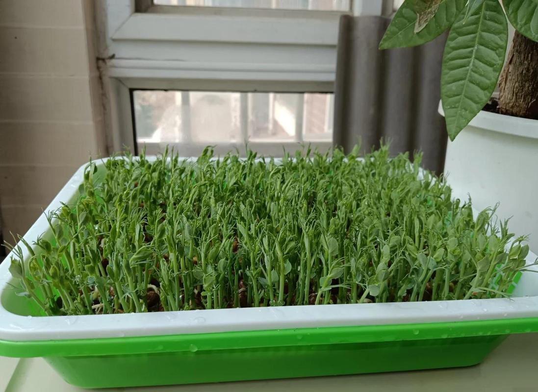 阳台花盆豌豆嫩芽初生特写