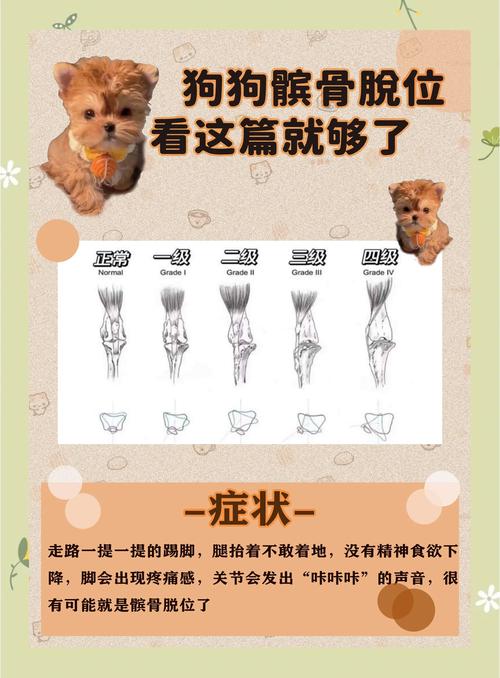 猫髌骨脱位临床四级分级对照表