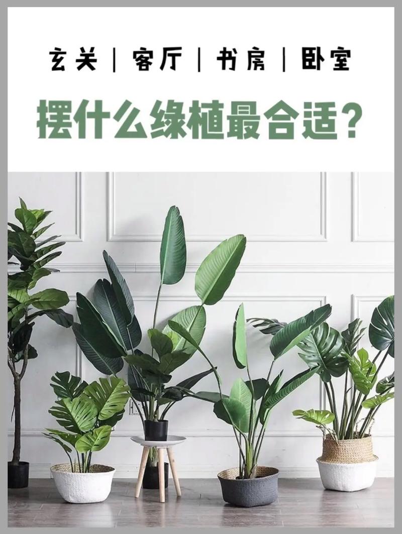 盆栽定期筛选，为啥和居家健康脱不开关系