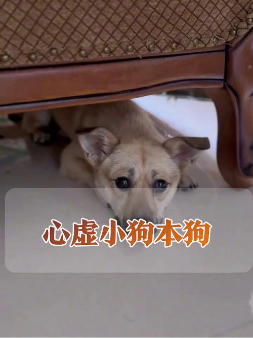 狗狗犯错躲在沙发底害怕主人实拍
