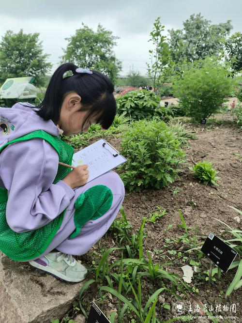 小学自然课校园本土植物观察记录活动现场